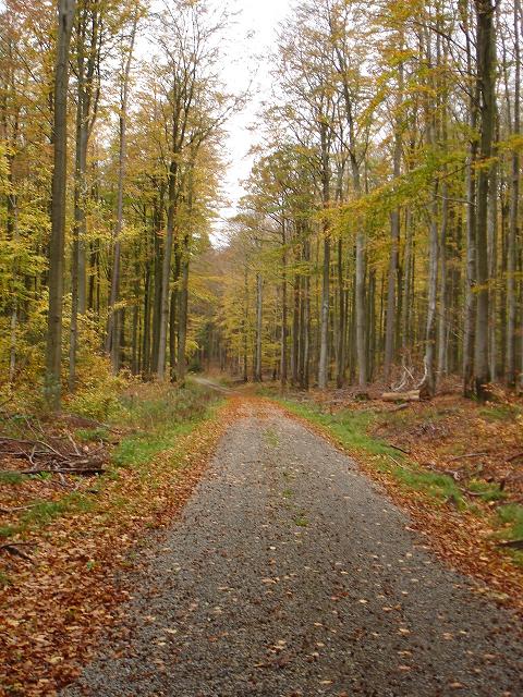 Waldweg in Bayern