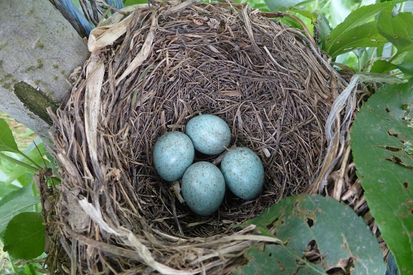 Vogelnest mit vier Eiern